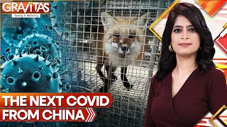 Next Covid From China Killer Virus Found in Chinese Fur Farms  Gravitas [upl. by Bauske]