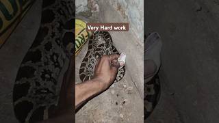 अजगर के बच्चे का किया रेस्क्यू पूरा विडियो देखें dangeroussnake snakevideo shortsvideo snakevlog [upl. by Ased]