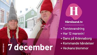 Härnösandtv  7 december 2023 [upl. by Ennelram163]