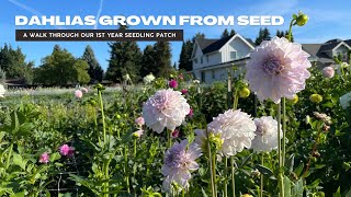 A Walk Through The First Year Dahlia Seedling Patch  Dahlias Grown From Seed [upl. by Hen]