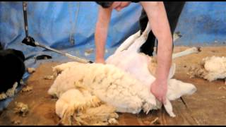 Sheep Shearing Demonstration [upl. by Adnalro189]