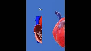 Factors affecting cardiac output shorts cardiaccycle cardiac heartrate heart usa [upl. by Adnilrem198]