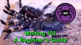 Molting 101  A Beginners Guide [upl. by Ahsinyar863]