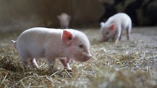 How To Breed Micro Pigs [upl. by Pisarik]