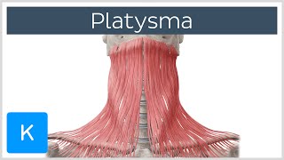 Platysma muscle  Origin Insertion Innervation amp Function  Human Anatomy  Kenhub [upl. by Novyert]