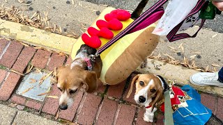 ADORABLE BEAGLES go TrickorTreating for the 1st Time [upl. by Asiulana503]