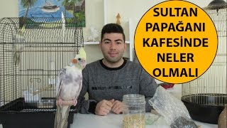 Sultan Papağanı Kafesinde Neler Olmalı  Kafes Düzeni [upl. by Ettolrahc]