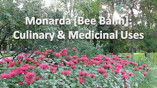 Bee Balm Monarda Medicinal and Culinary Uses [upl. by Kingston]