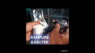 RAMPUE KABUTER rampure pigeon kabutar [upl. by Ruosnam]