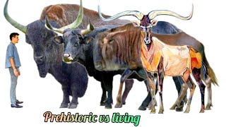 BOVIDS  Size comparison prehistoric vs living bovids  Giant Bulls [upl. by Arek]