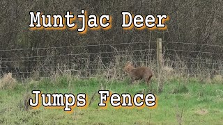 Muntjac Deer Jumps Fence [upl. by Deehsar]