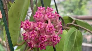 Hoya SP Flowers [upl. by Ruffin687]