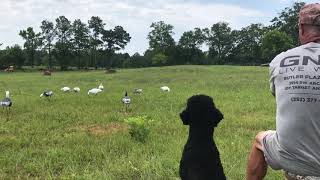 Louter Creek Hunting Poodles quotClaptonquot [upl. by Dessma]