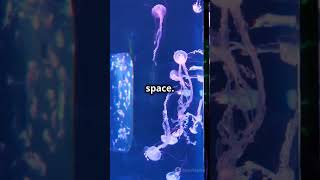 Why a Jellyfish Makes the Perfect Pet [upl. by Zeculon]