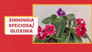 How to grow Florists Gloxinia  Sinningia Speciosa I The Practical Gardener [upl. by Autry540]