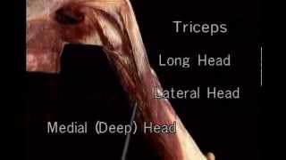 triceps brachii muscle [upl. by Marou]