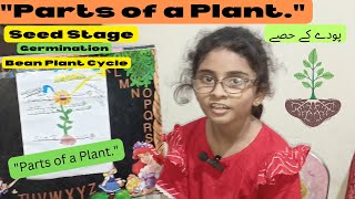 How Do Bean Plants Grow  Minsa Explains Plant Life Cycle amp Parts [upl. by Hniht]