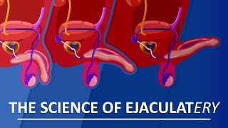 Behind The Sperm and Ejaculation [upl. by Ignatzia618]