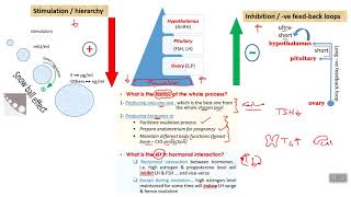 Physiology 2 HPO axis [upl. by Eden]