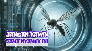 NYAMUK WOLBACHIA pengganggu Nyamuk lain [upl. by Nnaytsirk120]