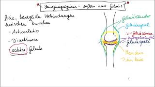 Aufbau eines echten Gelenks leicht erklärt [upl. by Zora]