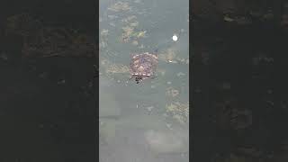 Active and Energetic Turtle Swimming Happily at the Pond shortvideo juronglakegardens testudines [upl. by Divine]