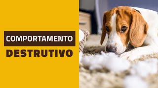 Cachorros com COMPORTAMENTO DESTRUTIVO [upl. by Dor340]