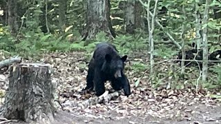 Black Bear at Limekiln Lake State Park Inlet NY [upl. by Nylehtak]