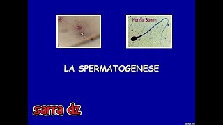 la spermatogénèse [upl. by Thirza]