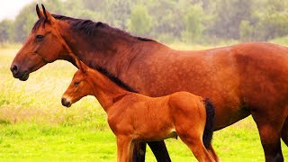 Les animaux de la ferme  Le Cheval [upl. by Dagna873]