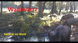 Schwarzwild im Revier  Hirsch Brunft  unglaublich viel los hier  Wildkamera [upl. by Garrison]