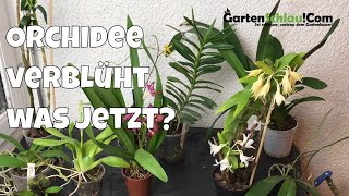 Was mache ich mit verblühten Orchideen  Alles über Orchideen 20  Gartenschlaucom [upl. by Javed]