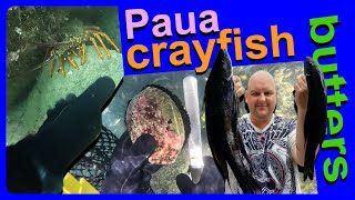 PAUAS CRAYS BUTTERS Clear water Big Bug Bash dive [upl. by Bobina]