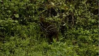 Indian Spotted Chevrotain Moschiola indica [upl. by Ysset435]