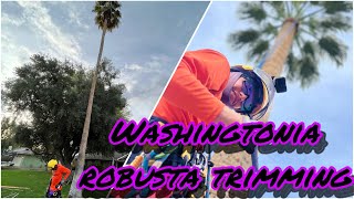 How to Prune Washingtonia Robusta Mexican Fan Palm Trimming 65ft [upl. by Mencher703]