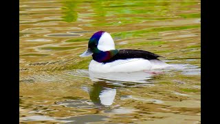 BUFFLEHEAD DUCK courting male California [upl. by Jensen]