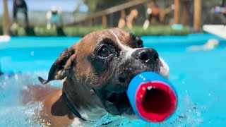 Relaxing Video of Dogs Swimming in Pool with Natural Sounds  Happy Dog Videos [upl. by Monti252]