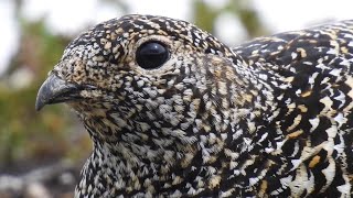 Fjällripa läte Fjellrype lyd Alpenschneehuhn Ruf Kiiruna ääni Rock Ptarmigan Call [upl. by Alcus127]