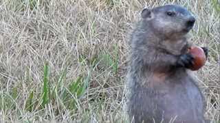 Woodchuck close up eating apples [upl. by Clarisse]