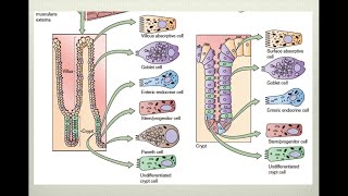 Fisiología intestinal [upl. by Neelsaj40]