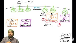 PI3K Akt pathway  part 6 Akt regulation [upl. by Otreblaug]