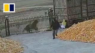 Chinese villager narrowly escapes wild tiger attack [upl. by Arayc756]