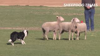 2019 Sheep Dog Trials  Royal Adelaide Show [upl. by Nahc]