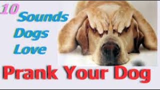 Sounds That Tilt Dogs Head  Sounds Dogs Love Most [upl. by Arbmat]