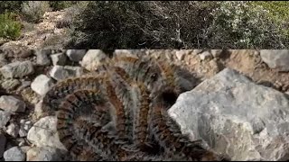 Faites attention à ces chenilles pendant vos balades aux Calanques [upl. by Costa]