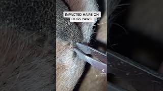 IMPACTED DOG HAIRS [upl. by Philipines]