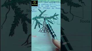 selaginella amp salvinia pteridophytes ncert imp diagram class 11th ncert biology neet2025 imp [upl. by Kassab788]