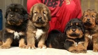 Tibetan mastiff puppies for sale contact 918054342700 [upl. by Celtic]