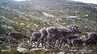 Villrein Hardangervidda trail cam III 2017ReindeerRentier [upl. by Laud]