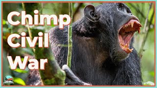 The INSANITY of the Gombe Chimpanzee War [upl. by Melinda]